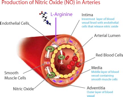 The Importance of Nitric Oxide - Whole Health at Home