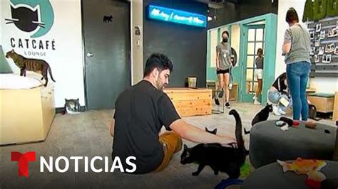 Catcafé Lounge Un Lugar Para Ayudar A Cientos De Gatos Noticias