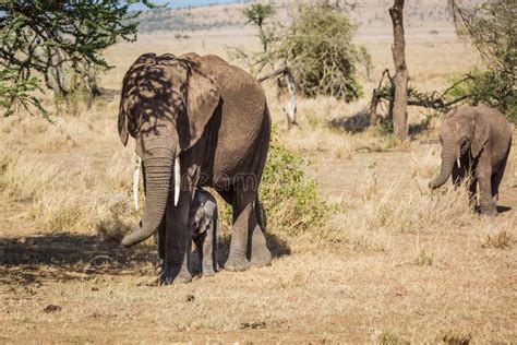 Mother and Babies Elephants Stock Photo - Image of small, mother: 37355784