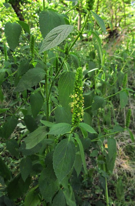 Iowa wildflower Wednesday: Yellow giant hyssop - Bleeding Heartland
