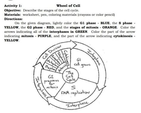 Wheel Of Cell Objective Describe The Stages Of The Cell Cycle Materials Worksheet Pen