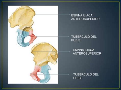 Compartimiento Anterior Y Medial Del Muslo Ppt