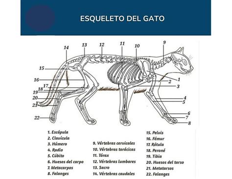 Esqueleto Del Gato Fraii UDocz