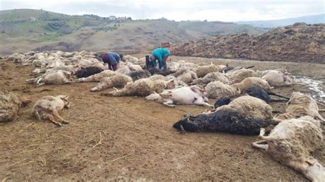 Lupi Attaccano Ovile Morte 100 Pecore Nell Ascolano