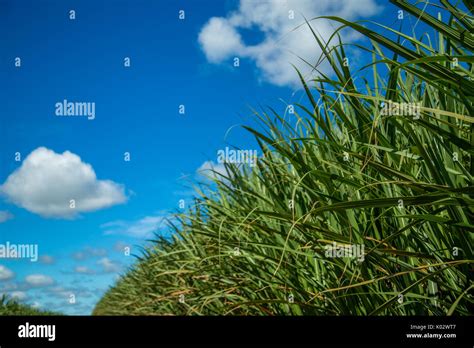 Sugar cane plantation Stock Photo - Alamy