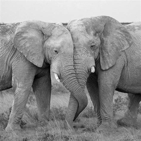 African Elephant Facts Elephants For Africa