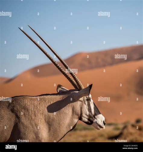 Gemsbok Oryx Gazella At Sossusvlei Dunes Namib Naukluft Namibia