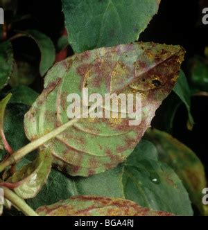 Fuchsia rust, Pucciniastrum epilobii, pustules and lesion on a Fuchsia ...