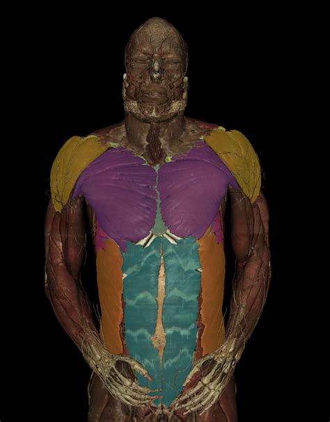 Anterior Axioappendicular Muscles SUPERFICIAL Diagram Quizlet