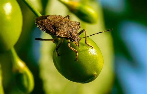 Brown Marmorated Stink Bug Bites Smell And Control