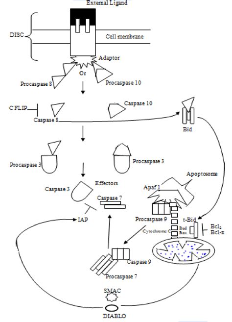 The major apoptotic pathways | Download Scientific Diagram