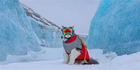 Gary The Adventure Cat Talks Skiing Glaciers And Life In The