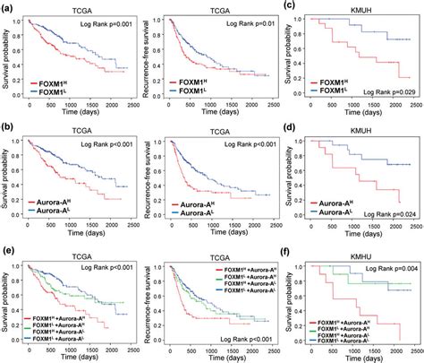 Overexpression Of Foxm1 And Aurora A Are Associated With Poor Prognosis