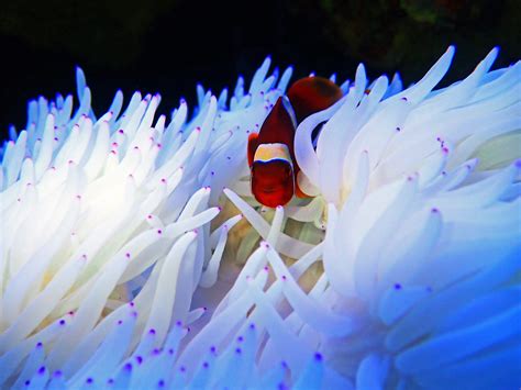 Best Anemone for Clownfish: A Great Marine Friendship