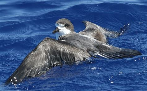 Hawaiian Petrel Endangered Species Endangered Species