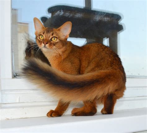 Ancient And Magnificent The Somali Cat Breed Cat Breeds And Types