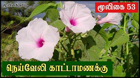 நெய்வேலி காட்டாமணக்கு காட்டாமணி Ipomoea Carnea Kattamanakku