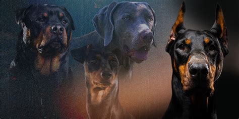 The History of European Doberman Puppies Blog