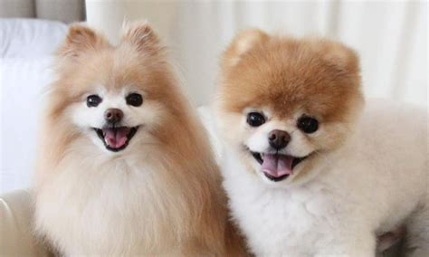 Teddy Bear Pomeranians Cost Cautions Origin