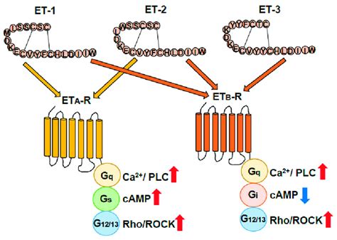 Classification Of Endothelin Receptors Endothelins ETs Exert Their