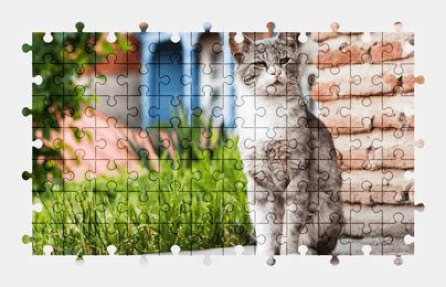 Cat - Jigsaw Puzzles Online