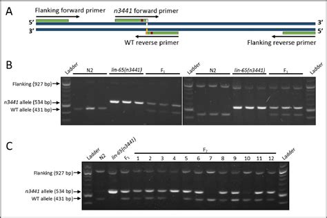 Figure From Simplified Detection Of A Point Mutation In C Elegans