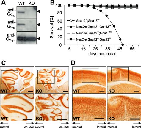 Postnatal Lethality And Cortical Dysplasia In Nestin Cre Gna