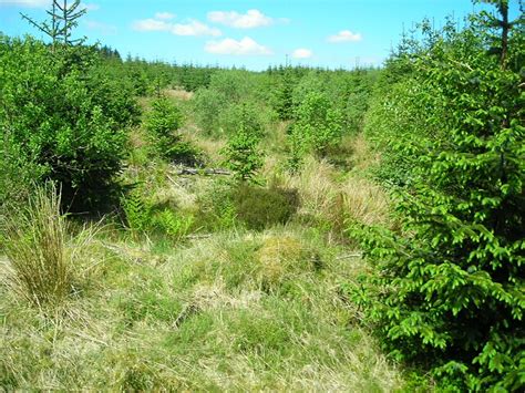 Forest Of Ae Iain Thompson Geograph Britain And Ireland