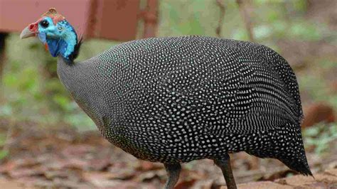 Royal Purple Guinea Fowl: Facts, Origins & Characteristics