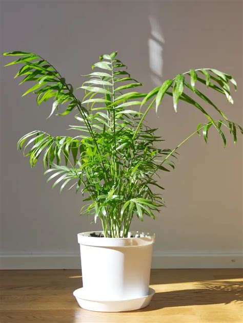 Indoor Palm Plant Identification Gardening Dream