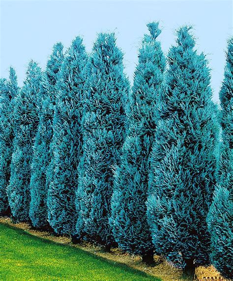 Lawsons Cypress Columnaris Specials From Spalding Bulb Planting