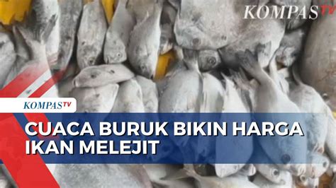 Harga Ikan Naik Imbas Cuaca Buruk Ikan Pari Tembus 400 000 Ribu Per