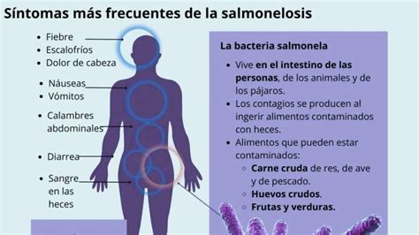 Salmonelosis qué es síntomas y cómo combatir la bacteria