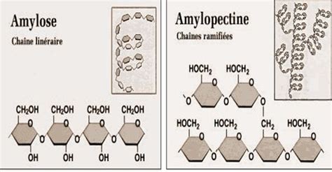 Difference between Amylose and Amylopectin - QS Study