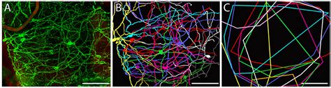 Frontiers Non Image Forming Light Detection By Melanopsin Rhodopsin