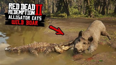 Alligator Eats Wild Boar Ultra Rare In Red Dead Redemption 2 Pc 4k