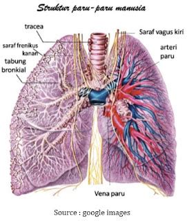 sains: Struktur dan Fungsi Paru - Paru Manusia