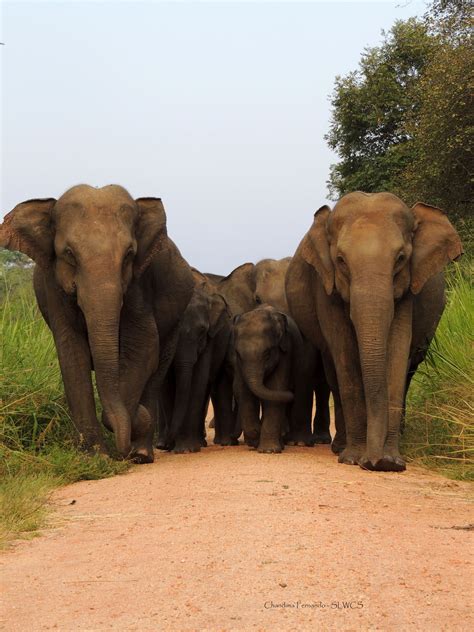 Sri Lanka Wild Elephant Conservation - The Mighty Roar