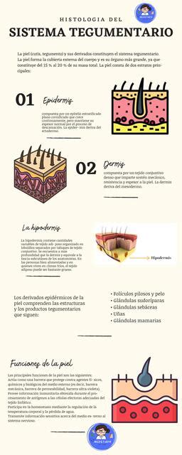 Infografia Del Sistema Tegumentario Udocz The Best Porn Website