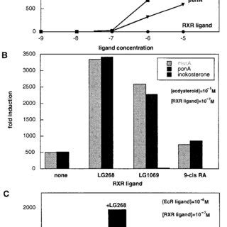 Effect Of Rxr Ligands On The Transcriptional Activity Vgecrrxr Complex