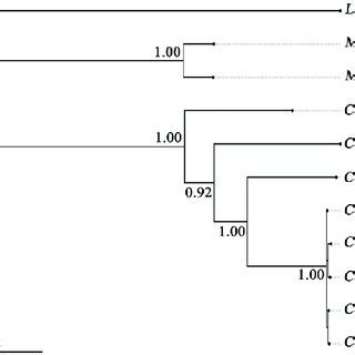 Phylogenetic Tree Reconstructed Based On The Concatenated Sequences