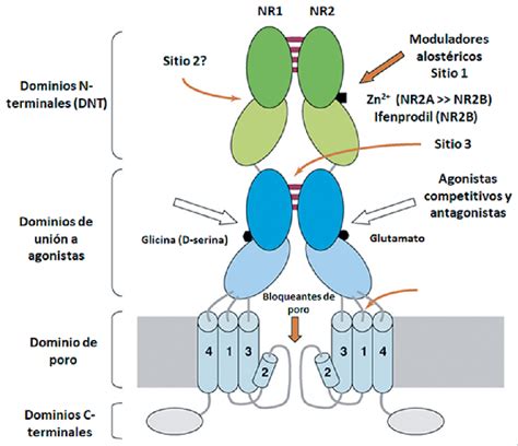 Estructura Del Receptor Nmda Download Scientific Diagram