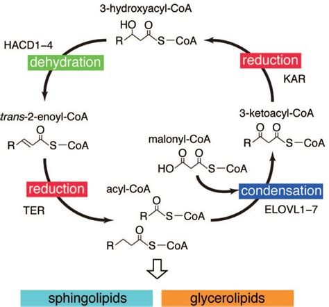 Mammalian Fa Elongation Cycle The Fa Elongation Cycle And Enzymes