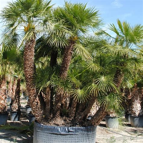 Palmito Chamaerops Humilis Viveros Iris En Elche Alicante