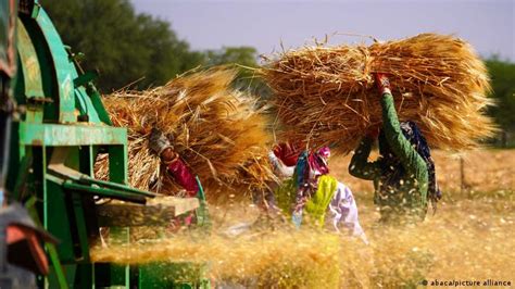 Why Has India Banned Wheat Exports Into India