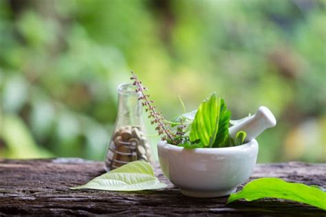 Daun Sangket Dan Manfaatnya Sebagai Obat Herbal