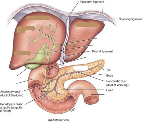 Liver Diagram Quizlet