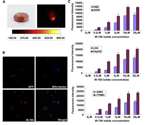 Figure From Mechanistic Study Of Ir Dye As A Potential Tumor