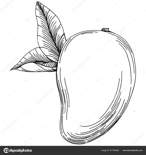 lukisan buah mangga hitam putih