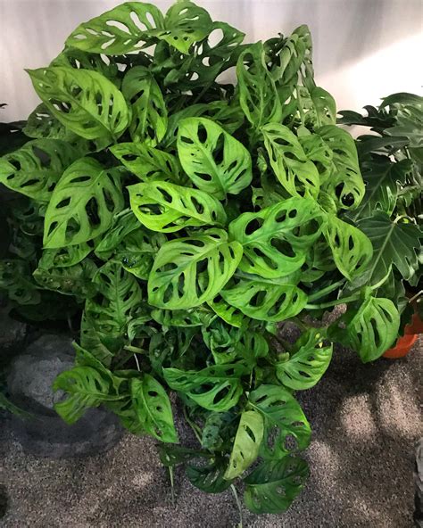 Monstera Plant Types